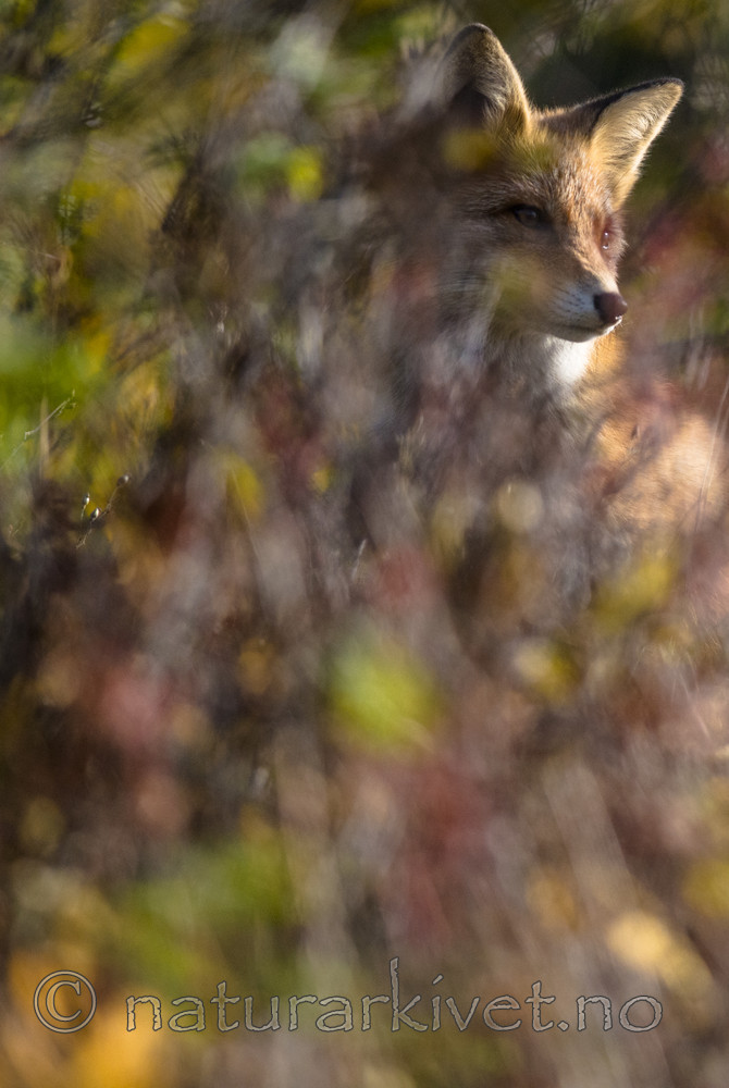 BB 14 0273 / Vulpes vulpes / Rødrev
