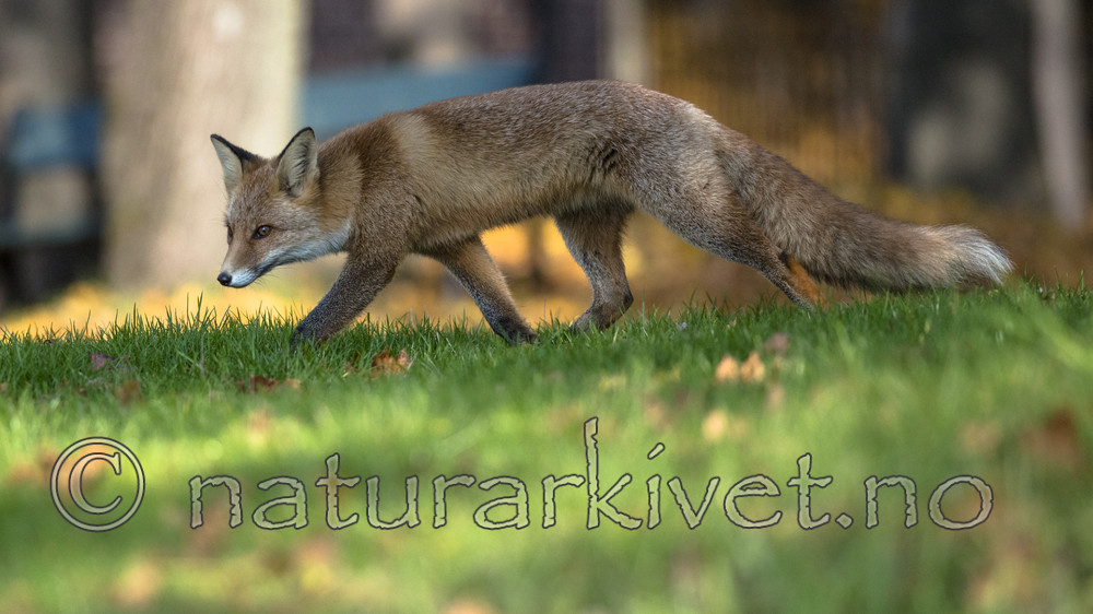 BB 14 0274 / Vulpes vulpes / Rødrev