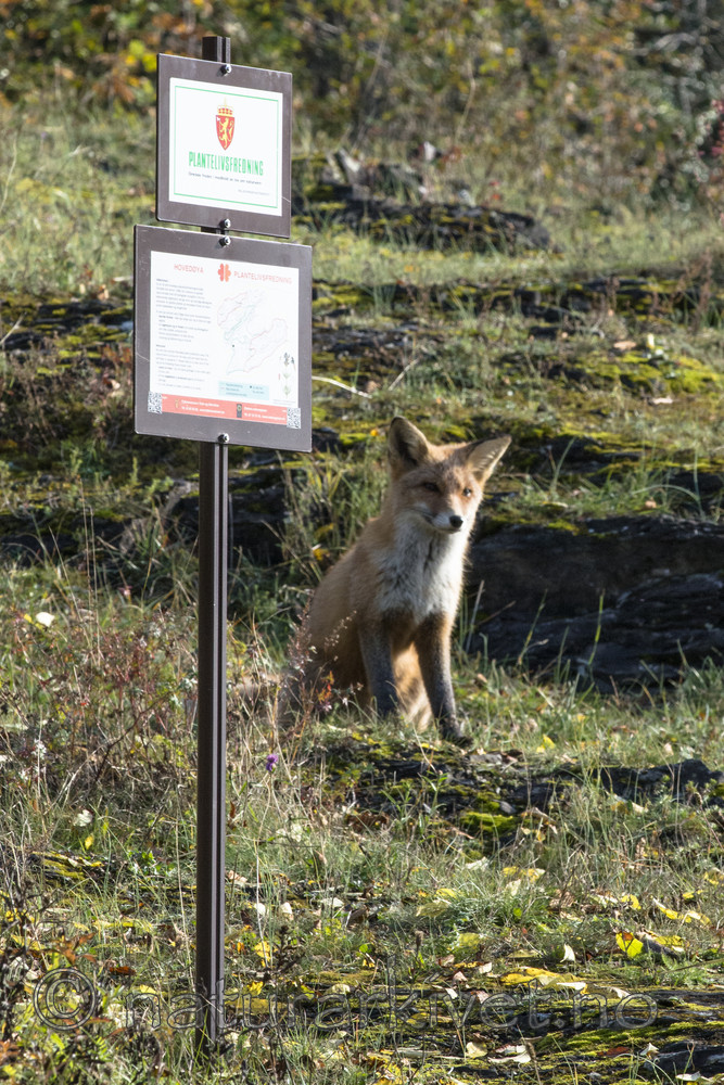 BB 14 0275 / Vulpes vulpes / Rødrev