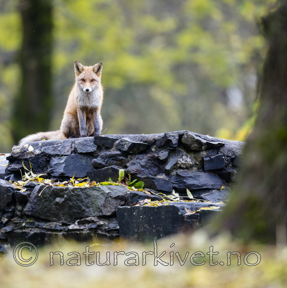 BB 14 0276 / Vulpes vulpes / Rødrev