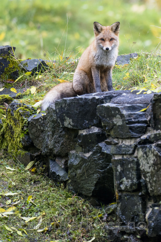 BB 14 0277 / Vulpes vulpes / Rødrev