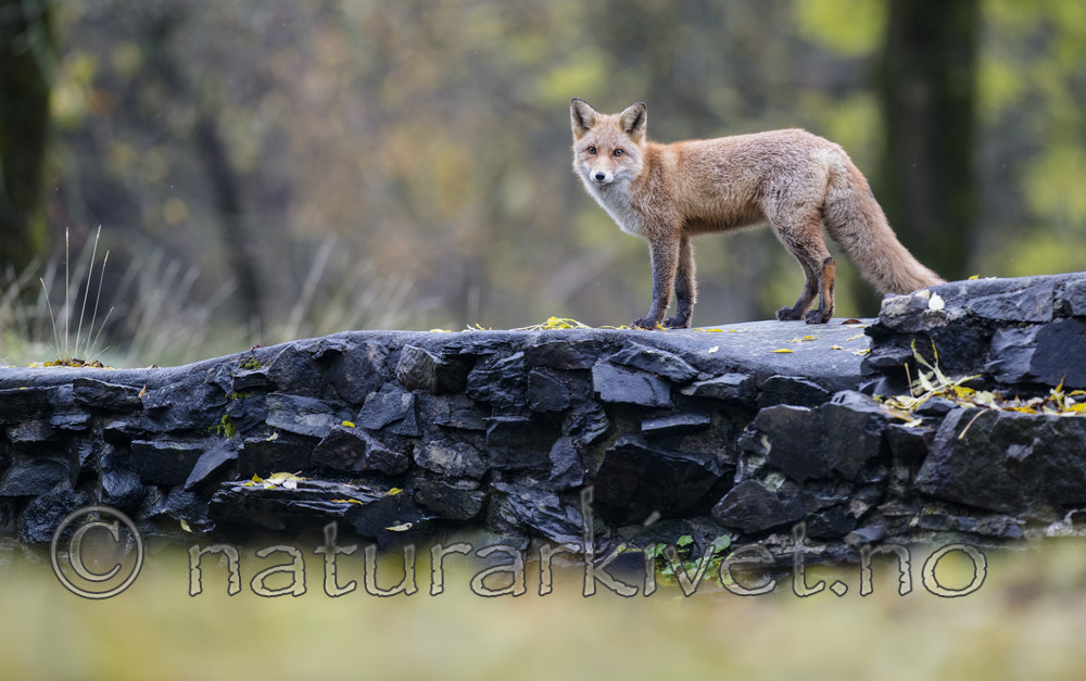 BB 14 0278 / Vulpes vulpes / Rødrev