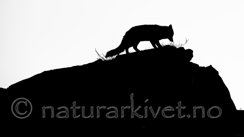 BB 14 0286 / Vulpes vulpes / Rødrev