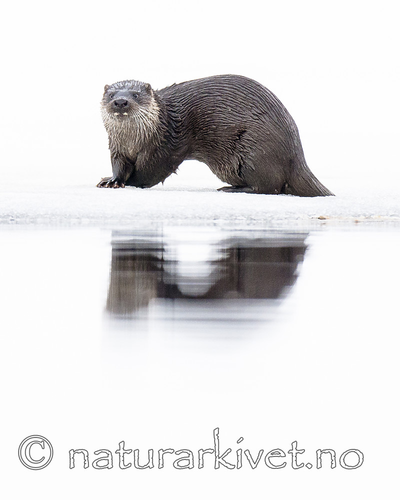 BB 14 0297 / Lutra lutra / Oter