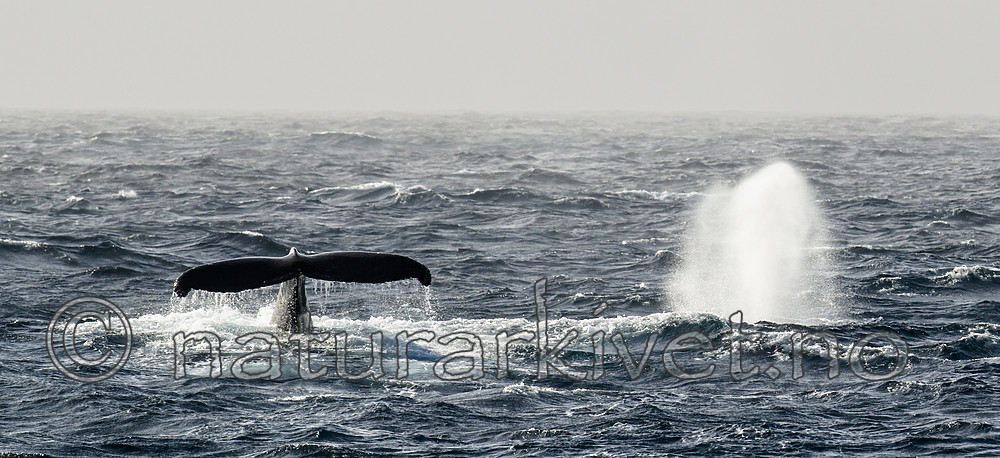 BB 14 0299 / Megaptera novaeangliae / Knølhval