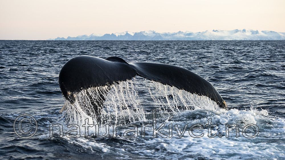 BB 14 0302 / Megaptera novaeangliae / Knølhval