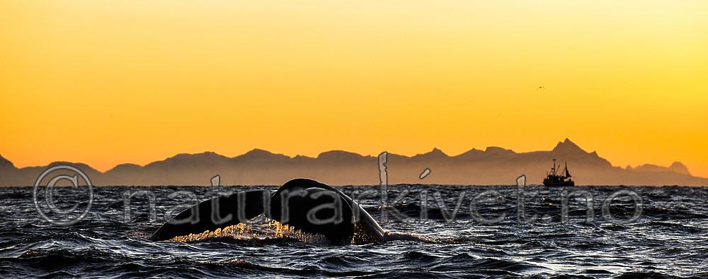 BB 14 0307 / Megaptera novaeangliae / Knølhval