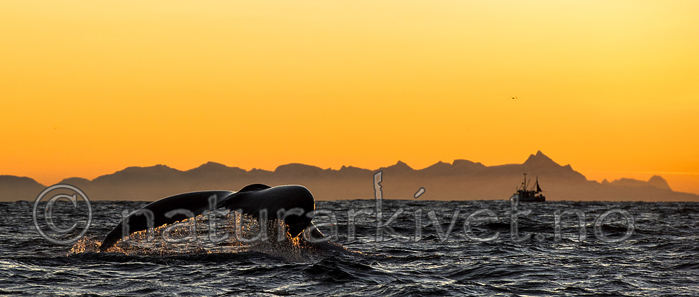 BB 14 0309 / Megaptera novaeangliae / Knølhval