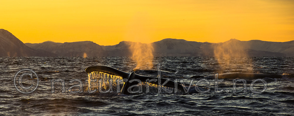 BB 14 0310 / Megaptera novaeangliae / Knølhval