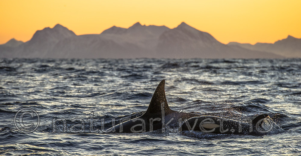 BB 14 0315 / Orcinus orca / Spekkhogger