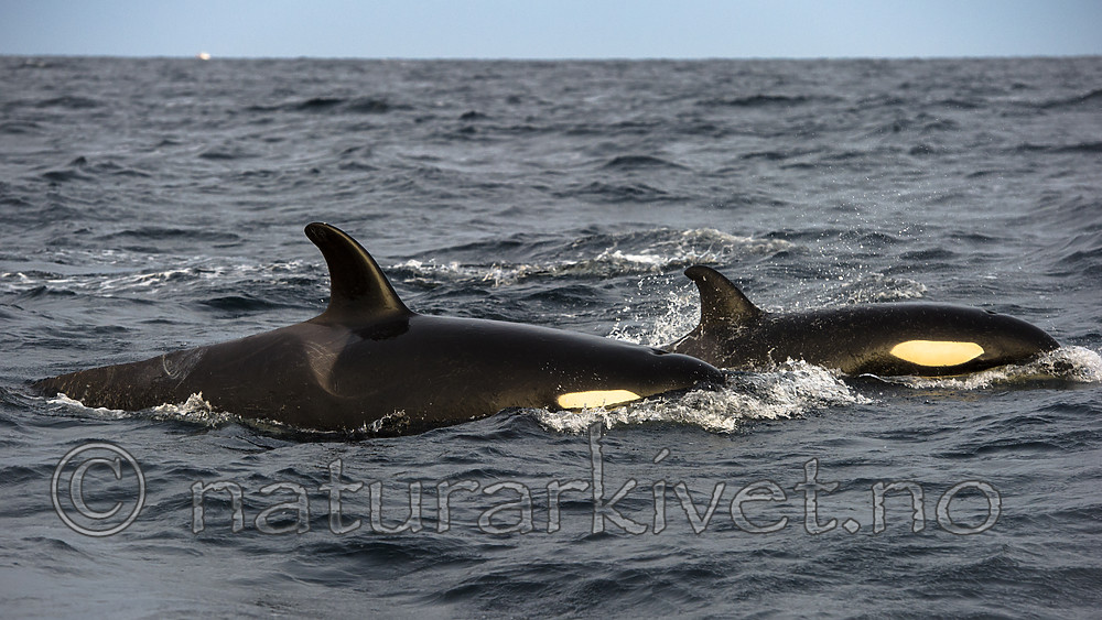 BB 14 0319 / Orcinus orca / Spekkhogger