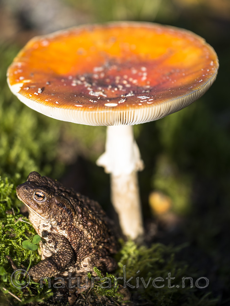 BB 14 0320 / Amanita muscaria <br /> Bufo bufo / Nordpadde