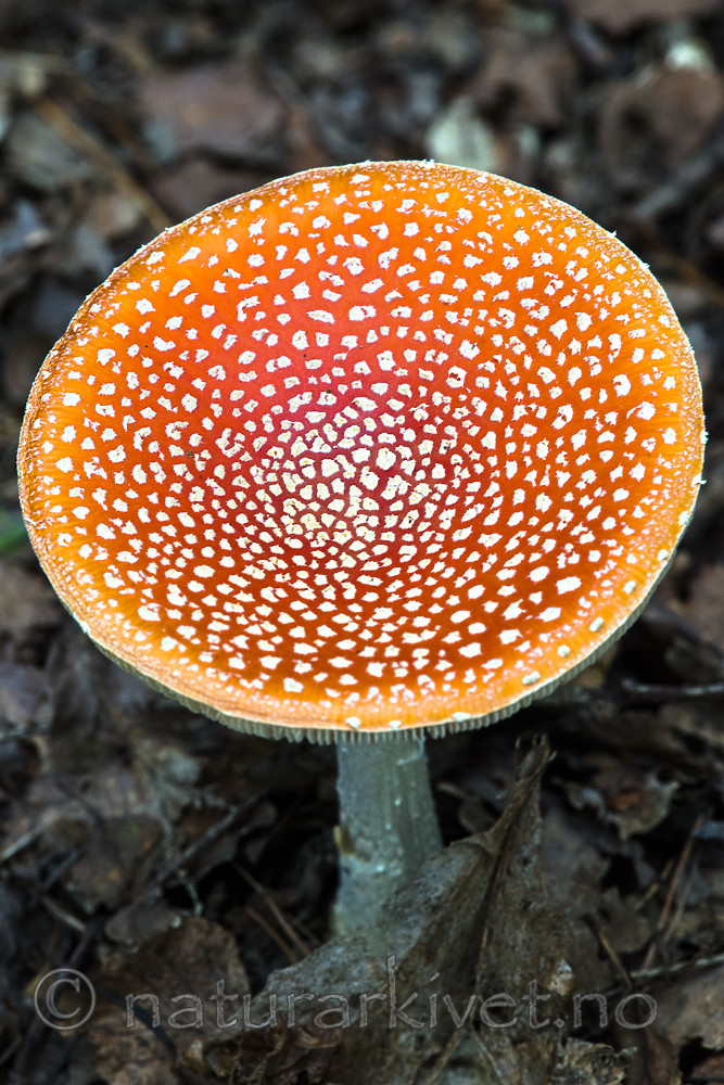 BB 14 0322 / Amanita muscaria