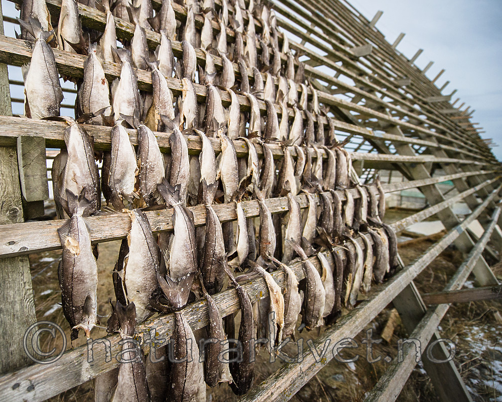 BB 14 0327 / Gadus morhua / Torsk