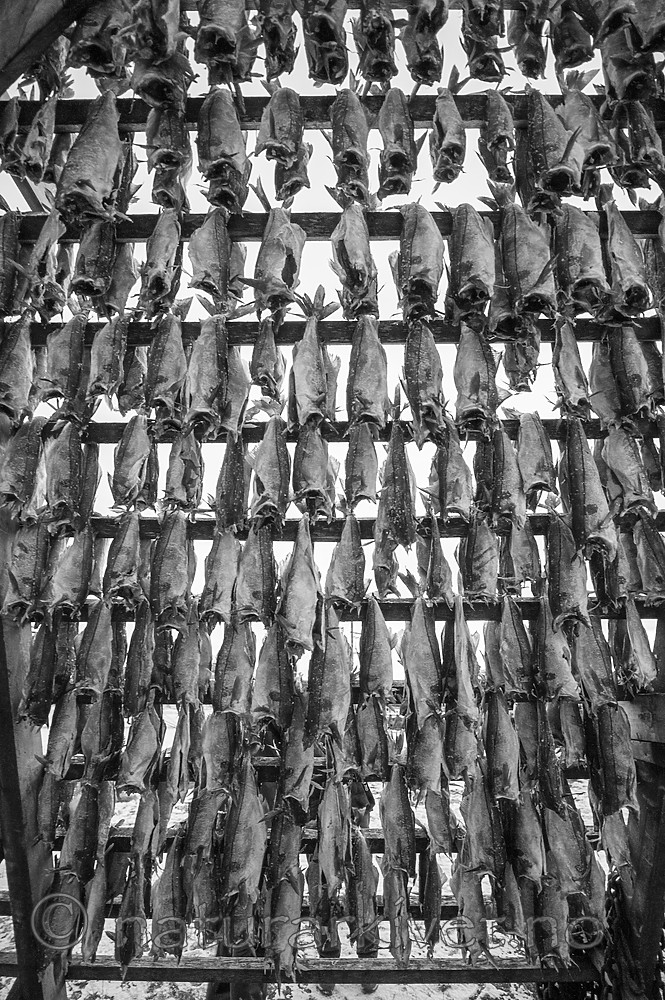 BB 14 0329 / Gadus morhua / Torsk