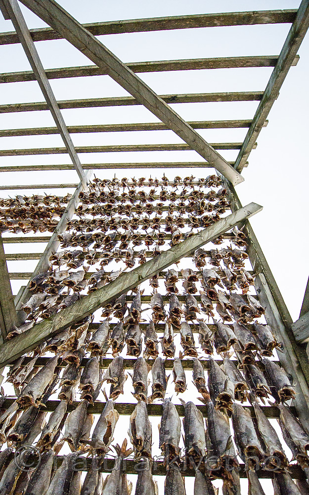 BB 14 0331 / Gadus morhua / Torsk