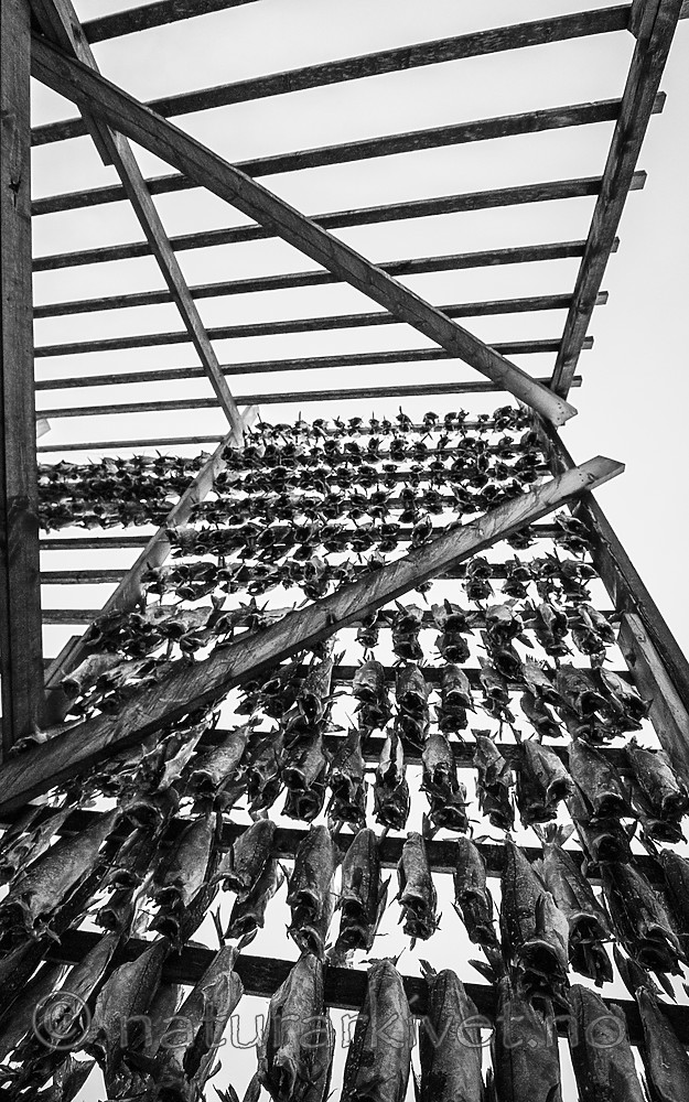 BB 14 0332 / Gadus morhua / Torsk