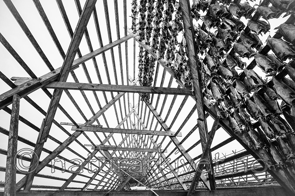 BB 14 0333 / Gadus morhua / Torsk