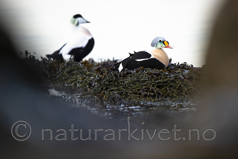 BB 14 0335 / Somateria spectabilis / Praktærfugl