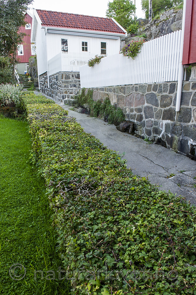 BB 14 0343 / Crataegus monogyna nordica / Hagtorn