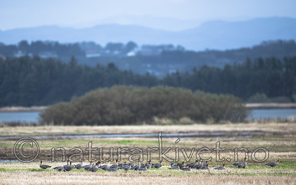 BB 14 0344 / Anser brachyrhynchus / Kortnebbgås