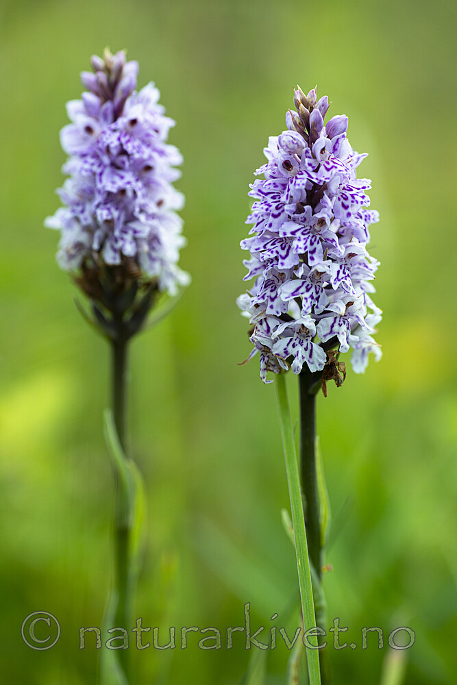 BB 14 0350 / Dactylorhiza maculata / Flekkmarihånd <br /> Dactylorhiza maculata fuchsii / Skogmarihand