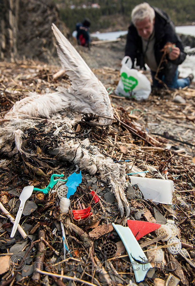 BB 15 0001 / Larus argentatus / Gråmåke