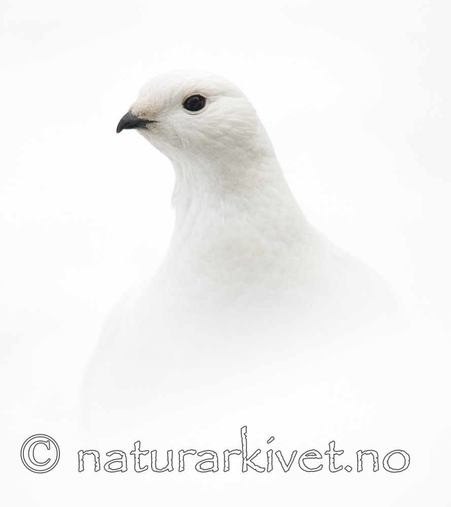 BB 15 0006 / Lagopus muta / Fjellrype