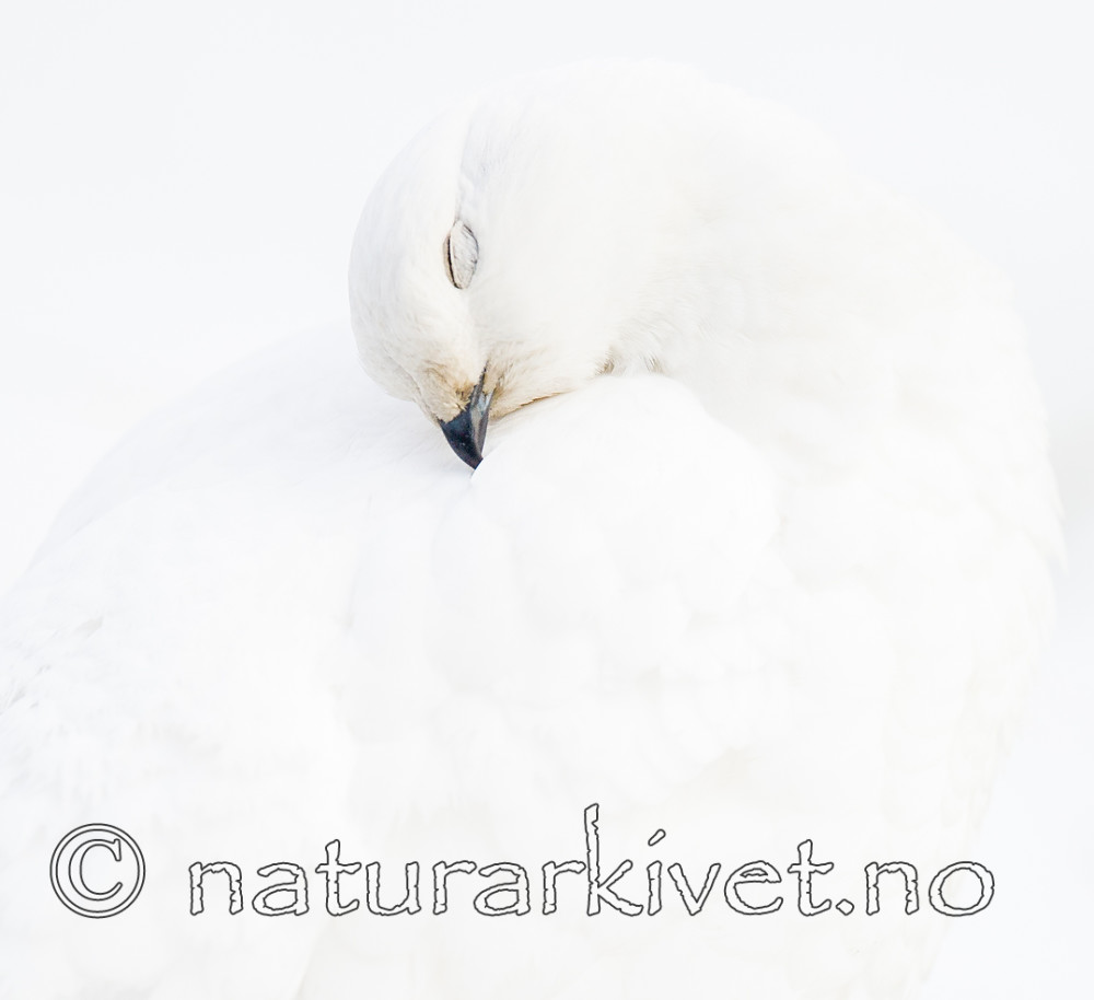 BB 15 0013 / Lagopus muta / Fjellrype