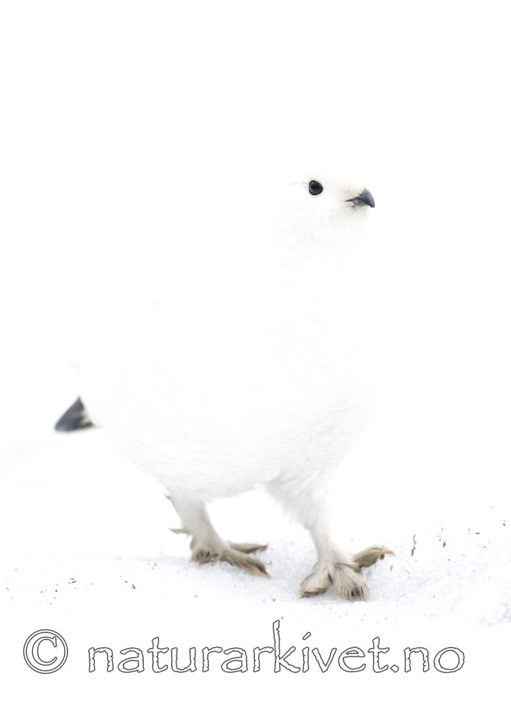 BB 15 0017 / Lagopus muta / Fjellrype