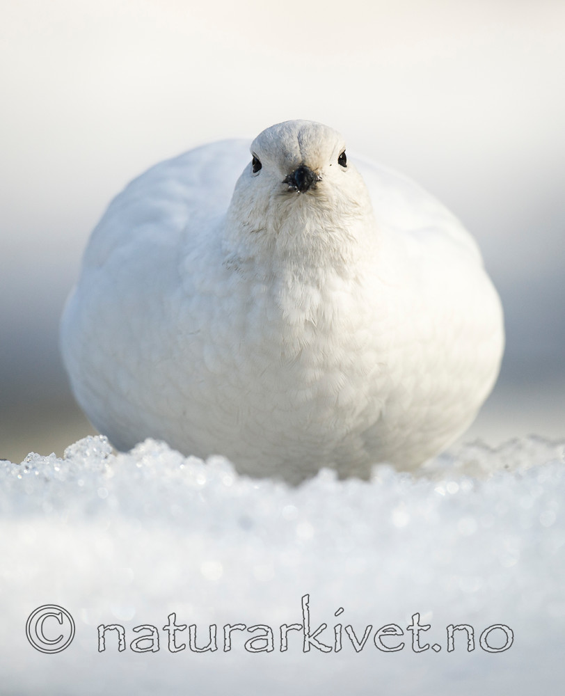 BB 15 0018 / Lagopus muta / Fjellrype