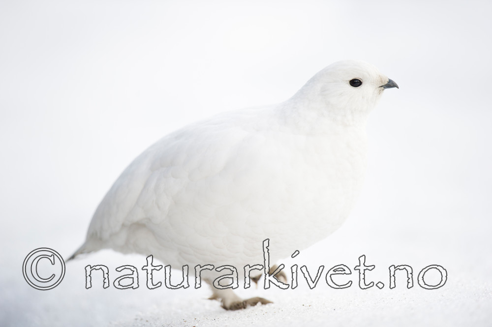 BB 15 0019 / Lagopus muta / Fjellrype