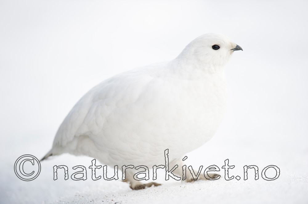 BB 15 0020 / Lagopus muta / Fjellrype