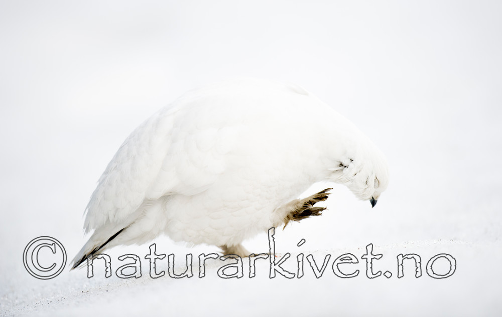 BB 15 0021 / Lagopus muta / Fjellrype