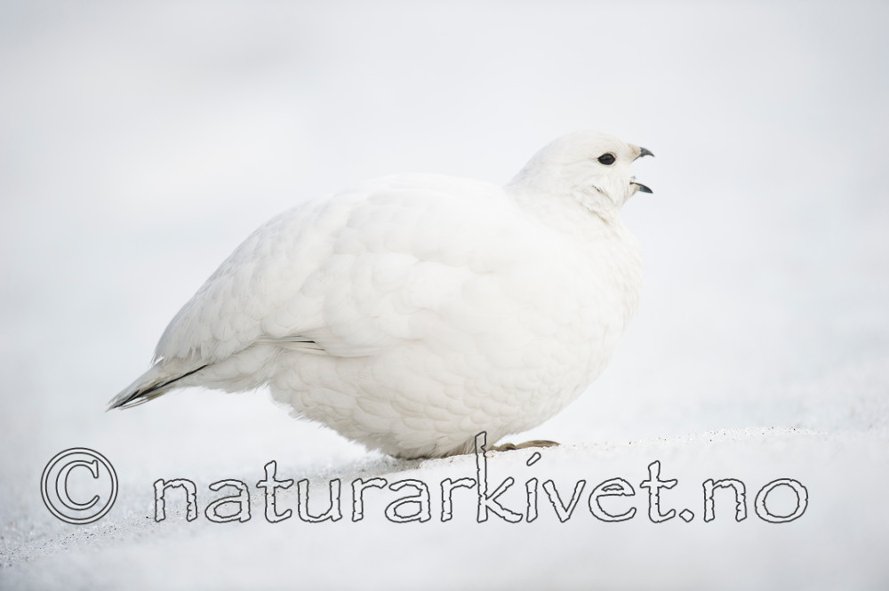 BB 15 0022 / Lagopus muta / Fjellrype