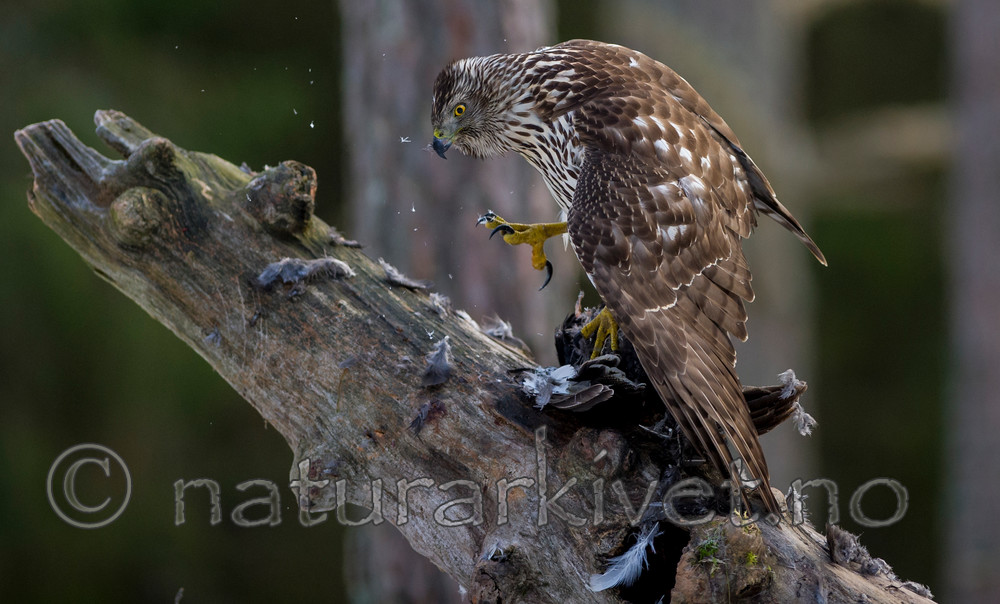 BB 15 0024 / Accipiter gentilis / Hønsehauk