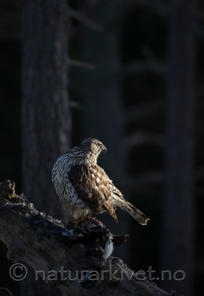 BB 15 0025 / Accipiter gentilis / Hønsehauk
