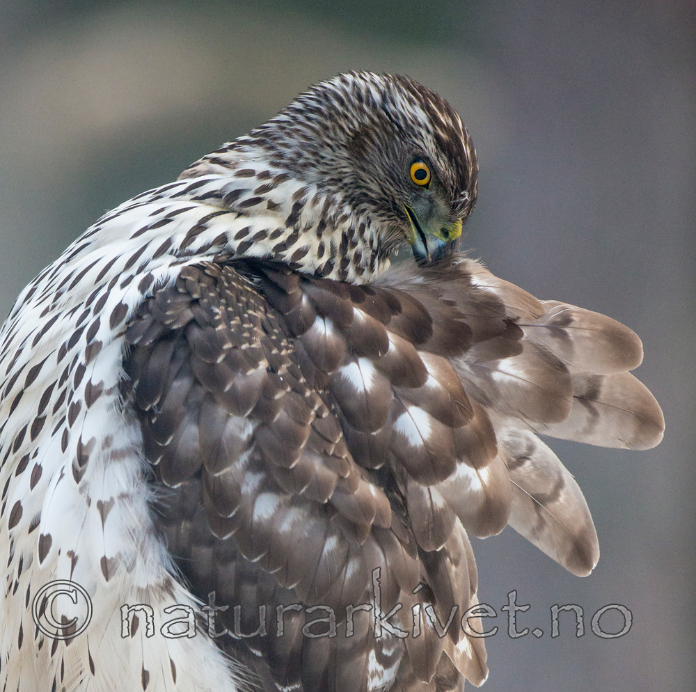 BB 15 0028 / Accipiter gentilis / Hønsehauk