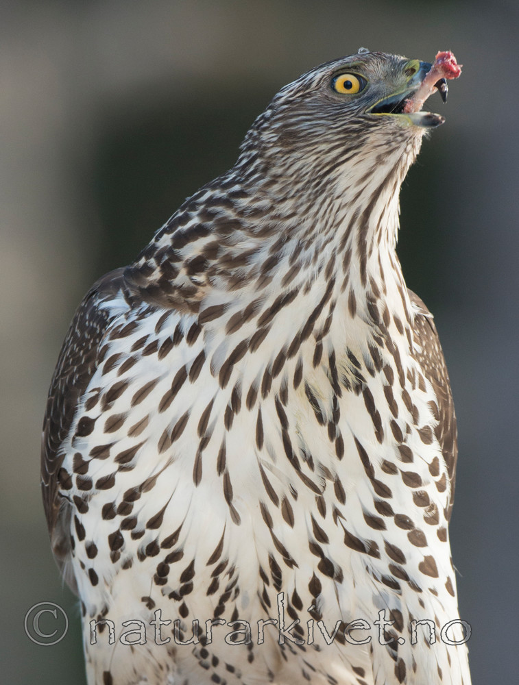 BB 15 0030 / Accipiter gentilis / Hønsehauk