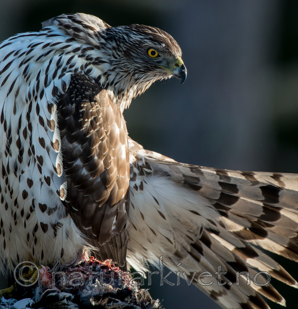 BB 15 0031 / Accipiter gentilis / Hønsehauk