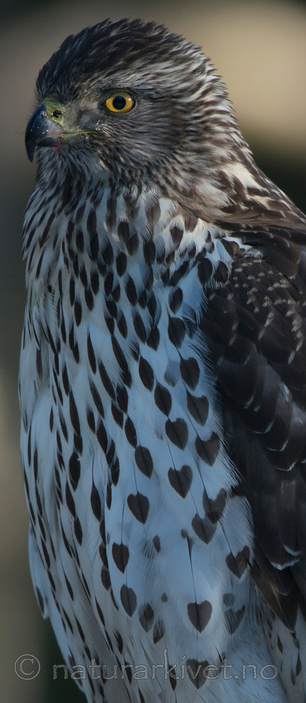 BB 15 0036 / Accipiter gentilis / Hønsehauk