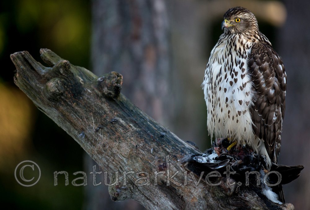 BB 15 0037 / Accipiter gentilis / Hønsehauk