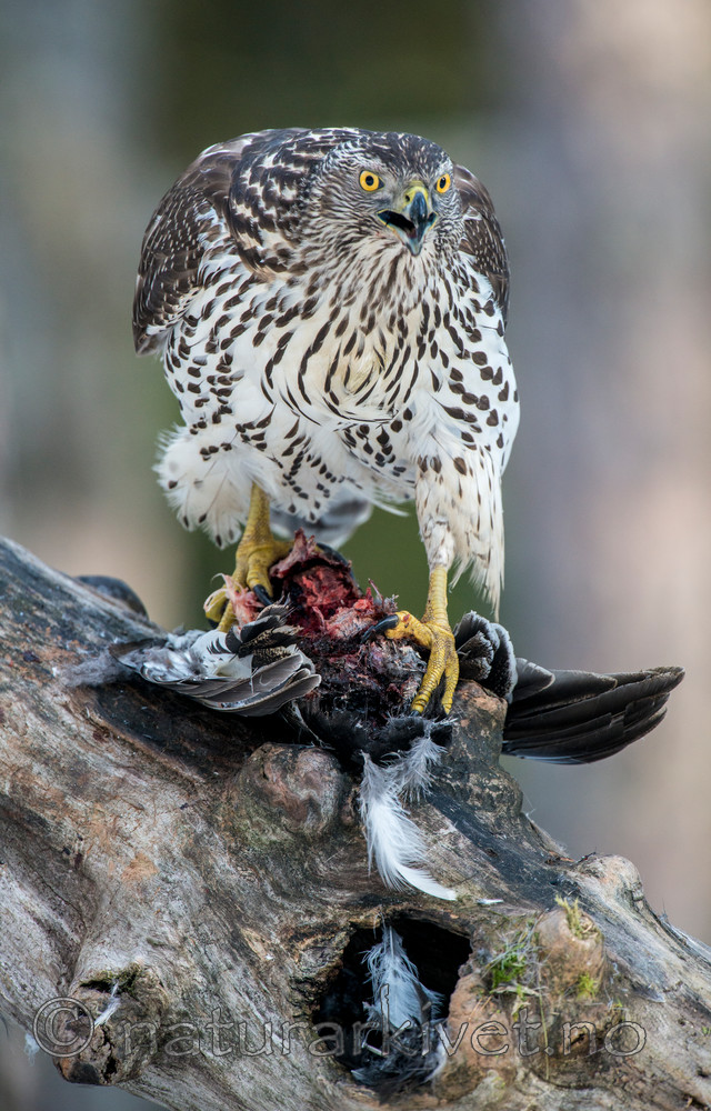 BB 15 0039 / Accipiter gentilis / Hønsehauk