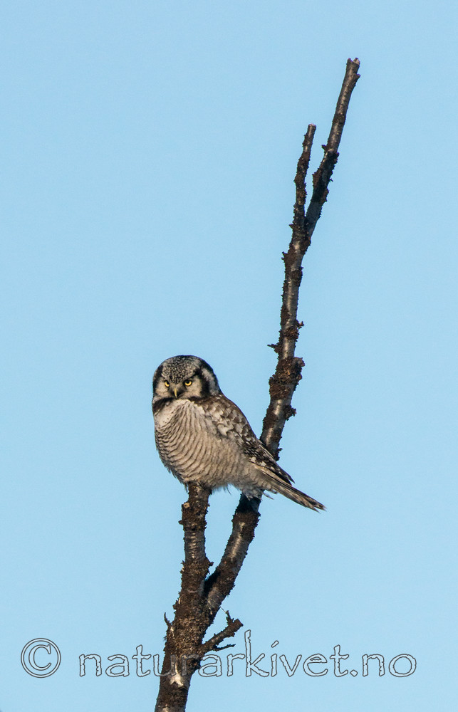 BB 15 0040 / Surnia ulula / Haukugle