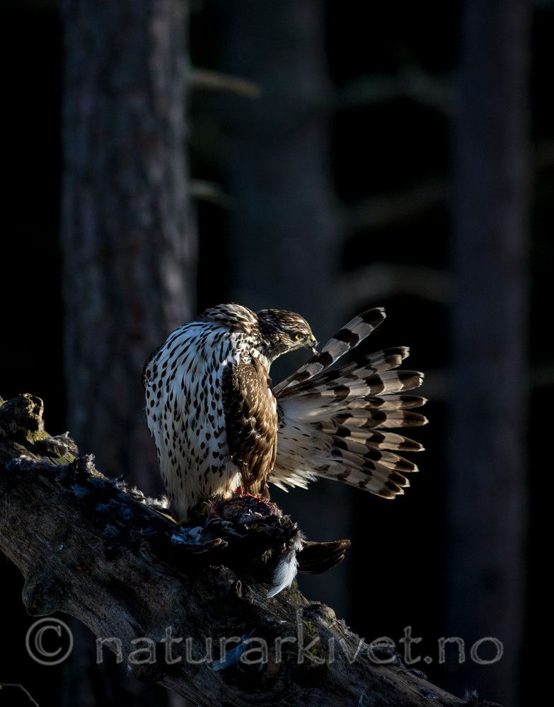 BB 15 0042 / Accipiter gentilis / Hønsehauk