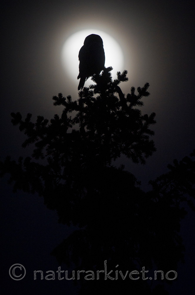 BB 15 0048 / Surnia ulula / Haukugle