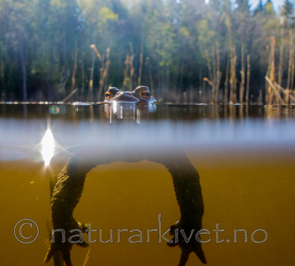 BB 15 0051 / Bufo bufo / Nordpadde