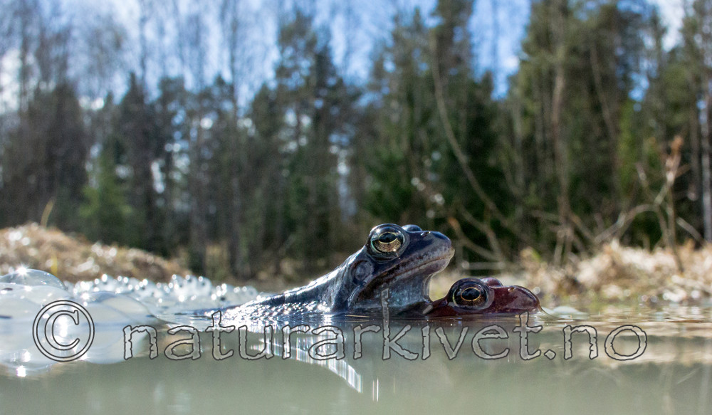 BB 15 0052 / Rana temporaria / Buttsnutefrosk