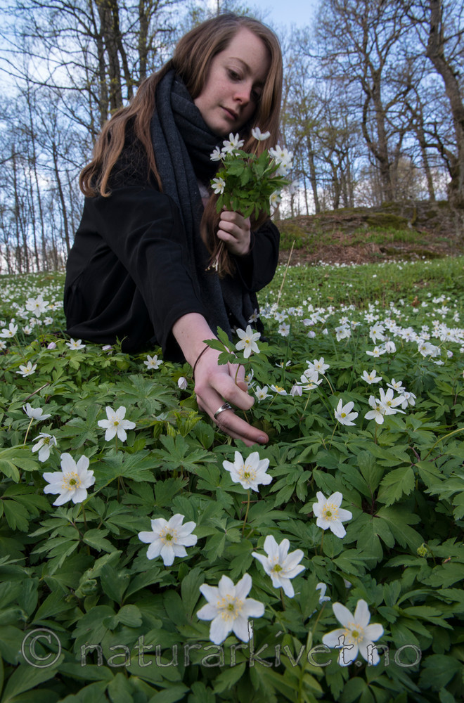 BB 15 0054 / Anemone nemorosa / Hvitveis
