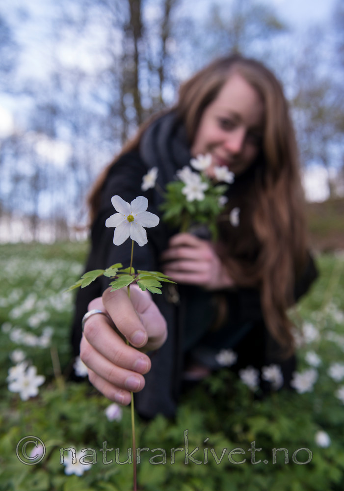 BB 15 0056 / Anemone nemorosa / Hvitveis